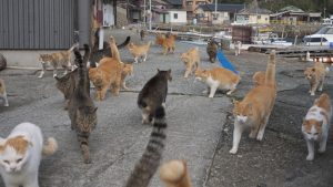 Pulau Kucing di Kepulauan Seribu?  Siap-Siap!