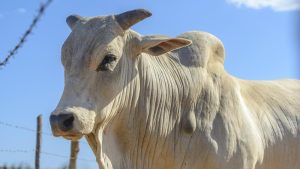 Skandal Sapi Hibah Karanganyar: Warga Jual Murah Sapi Bantuan!