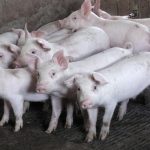 Bukan Cuma Agama! Terkuak Misteri Hilangnya Babi di Tanah Arab