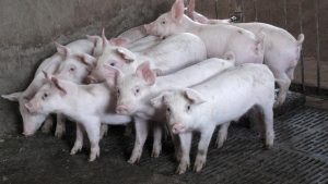 Bukan Cuma Agama! Terkuak Misteri Hilangnya Babi di Tanah Arab