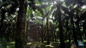 BOOM! Tarif CPO 0% di AS? Prabowo Bikin Sejarah!