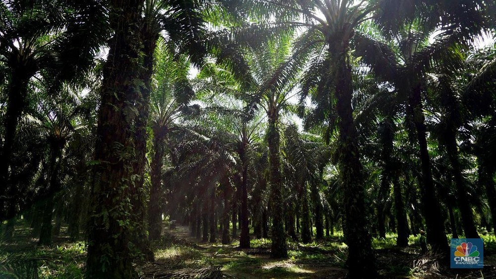 BOOM! Tarif CPO 0% di AS? Prabowo Bikin Sejarah!