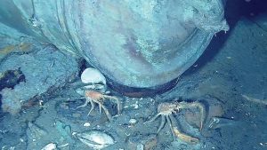 Konten Maut: Influencer Tewas Tragis Usai Santap 'Kepiting Iblis'!