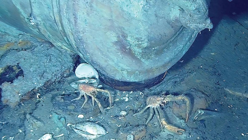 Konten Maut: Influencer Tewas Tragis Usai Santap 'Kepiting Iblis'!