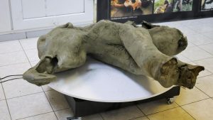 TERUNGKAP! Fosil Gajah Bumiayu Kalahkan Usia Sangiran?