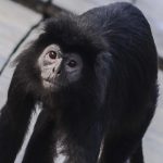 Evakuasi Dramatis Lutung Jawa Momon di Bondowoso