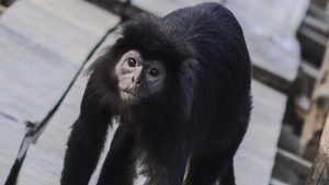 Evakuasi Dramatis Lutung Jawa Momon di Bondowoso