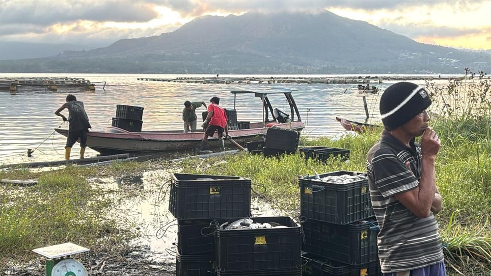 Tragedi Danau Batur 25 Ton Ikan Nila Musnah