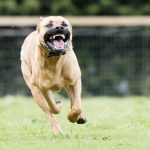 Horor Pitbull Bandung Bocah SD Jadi Korban