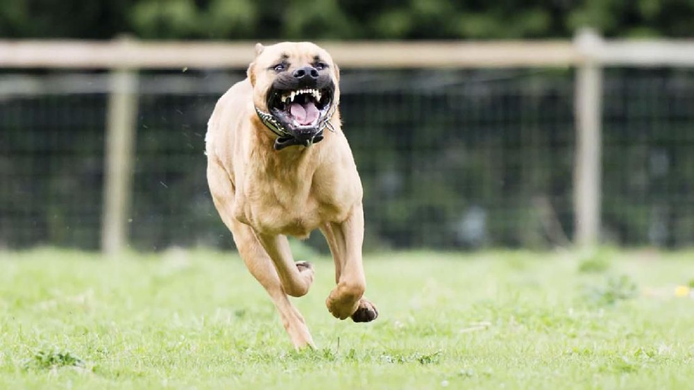 Horor Pitbull Bandung Bocah SD Jadi Korban