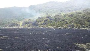 Api Mengamuk di Suryakancana Gunung Gede