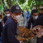 Teror Malam Berakhir Harimau Sumatra Dievakuasi