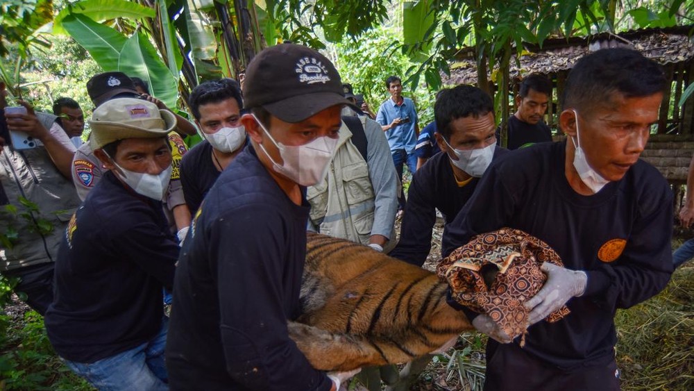 Teror Malam Berakhir Harimau Sumatra Dievakuasi