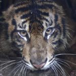 Harimau Misterius Gegerkan Warga Agam Berhasil Ditangkap