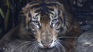 Harimau Misterius Gegerkan Warga Agam Berhasil Ditangkap