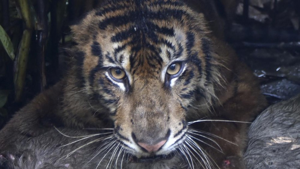 Harimau Misterius Gegerkan Warga Agam Berhasil Ditangkap