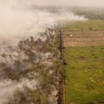 Londerang Jambi Terbakar Parah Bencana Ekologi Mengancam