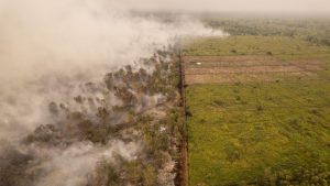Londerang Jambi Terbakar Parah Bencana Ekologi Mengancam