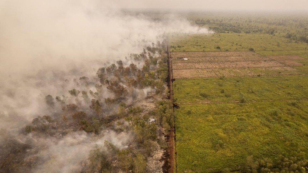 Londerang Jambi Terbakar Parah Bencana Ekologi Mengancam