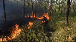 Bangka Tengah Darurat Karhutla Waspada Bencana