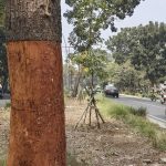 Skandal Perusakan Pohon Bandung Terbongkar