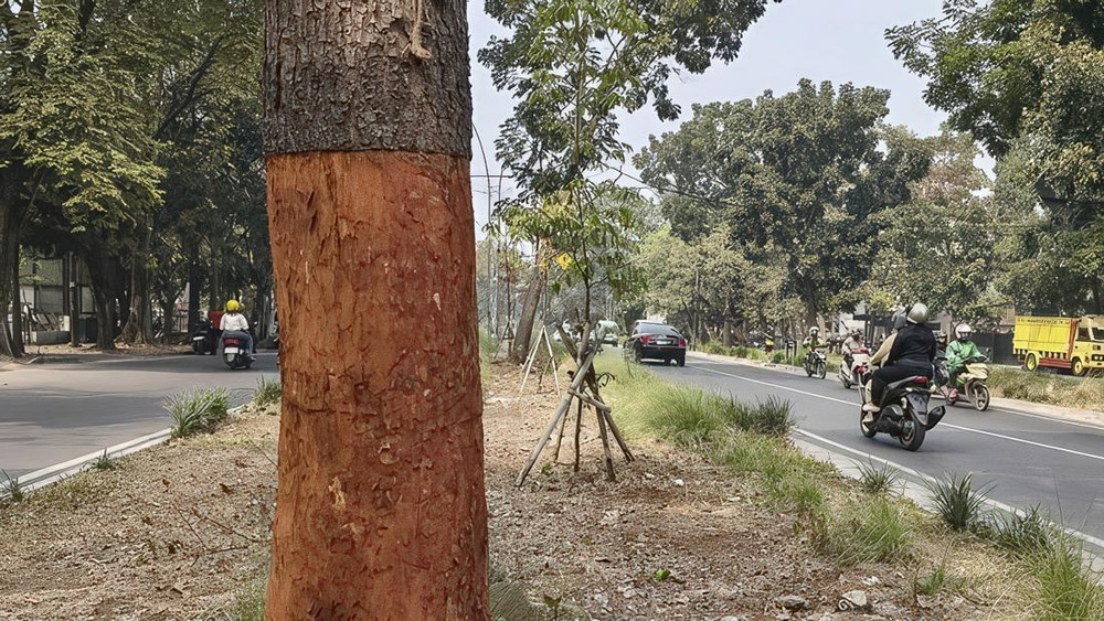 Skandal Perusakan Pohon Bandung Terbongkar