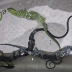 Koper Misterius WN Korsel Bikin Geger Bandara