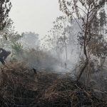 TERBONGKAR Dalang Pembakaran Lahan Kotim Diperiksa