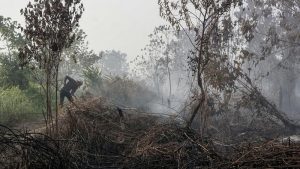 TERBONGKAR Dalang Pembakaran Lahan Kotim Diperiksa