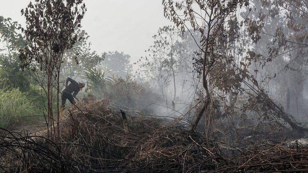 TERBONGKAR Dalang Pembakaran Lahan Kotim Diperiksa