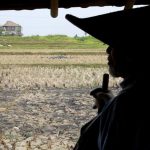 Misteri Emas 16 Kg di Bawah Sawah