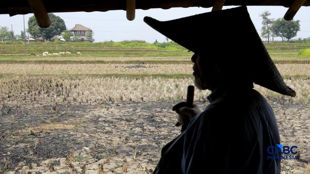 Misteri Emas 16 Kg di Bawah Sawah