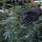 ASN Bandung Sulap Rumah Jadi Ladang Ganja Keluarga Terancam