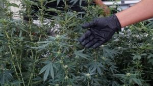 ASN Bandung Sulap Rumah Jadi Ladang Ganja Keluarga Terancam