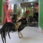 Kesetiaan Ayam Jantan di Pintu Rumah Sakit