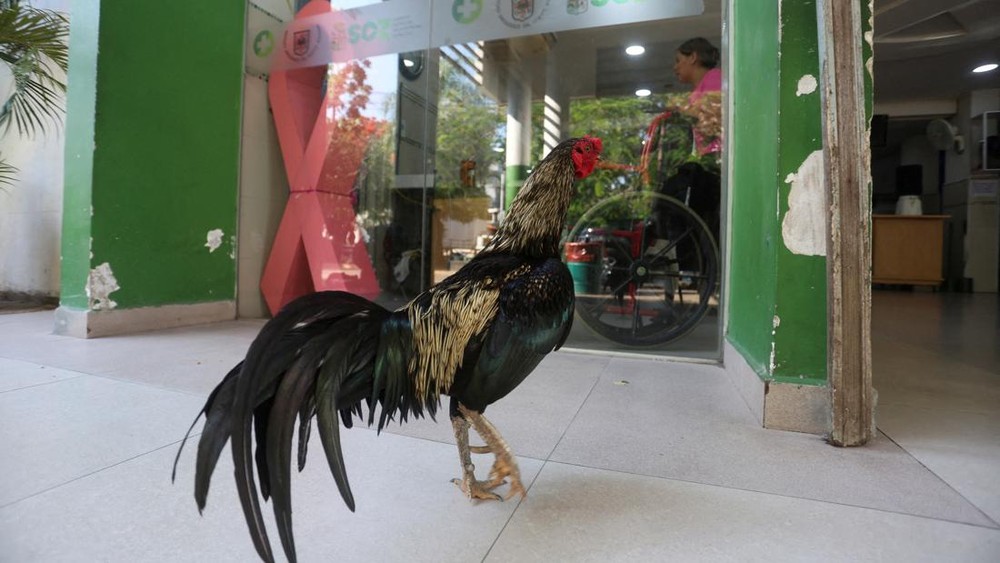 Kesetiaan Ayam Jantan di Pintu Rumah Sakit