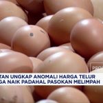 Misteri Harga Telur Naik Saat Stok Melimpah