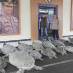 Bali Geger Penyelundupan Penyu Hijau Terbongkar