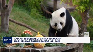 Perayaan Meriah Ulang Tahun Panda Ai Lian